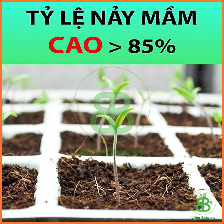 Hạt Giống Cà Chua Trái To F1 0,1Gr Sai Trái 2