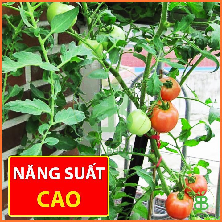 Hạt Giống Cà Chua Trái To F1 0,1Gr Sai Trái 3
