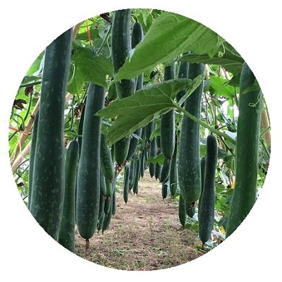 Hạt Giống Bí Sặt Xanh, Trái Dài 0,5Gr – PN