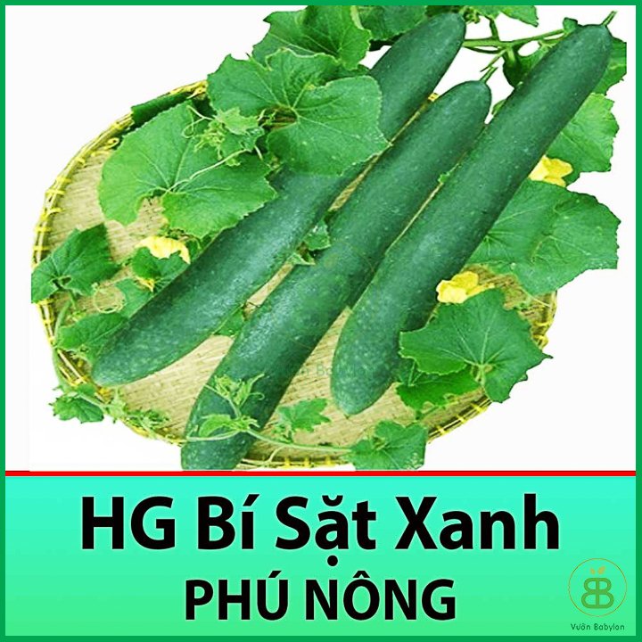 Hạt Giống Bí Sặt Xanh, Trái Dài 0,5Gr – PN 3