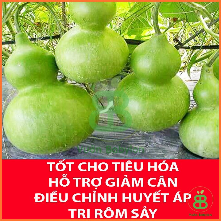 Hạt Giống Bầu Hồ Lô F1 Siêu Trái 1Gr – PN 3
