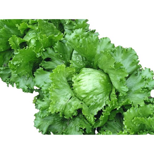 Hạt Giống Xà Lách Búp Minetto Phú Nông 2Gr