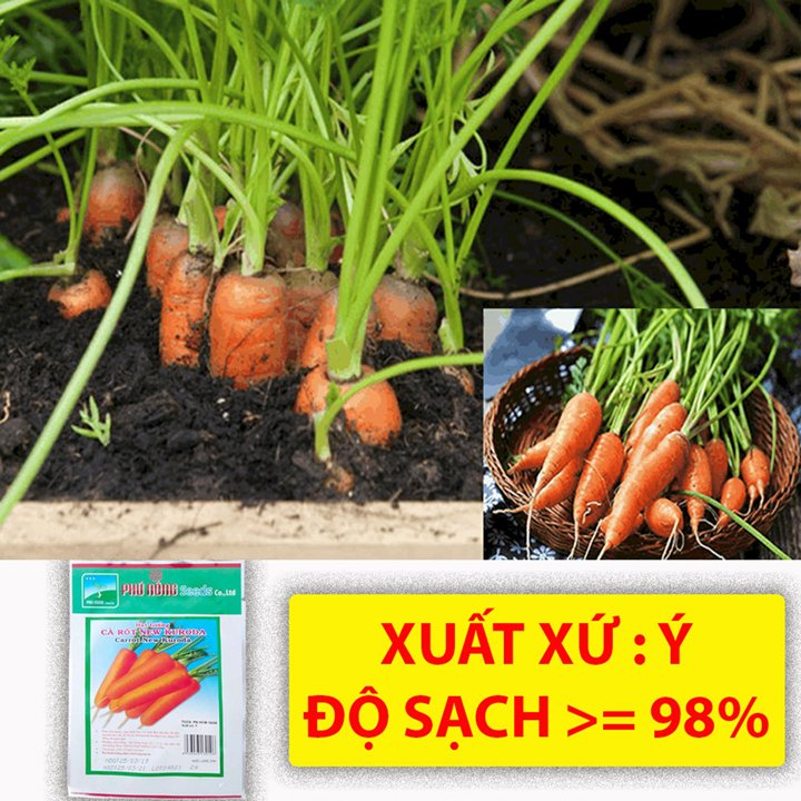 Hạt Giống Cà Rốt Cao Sản 2Gr – PN 3