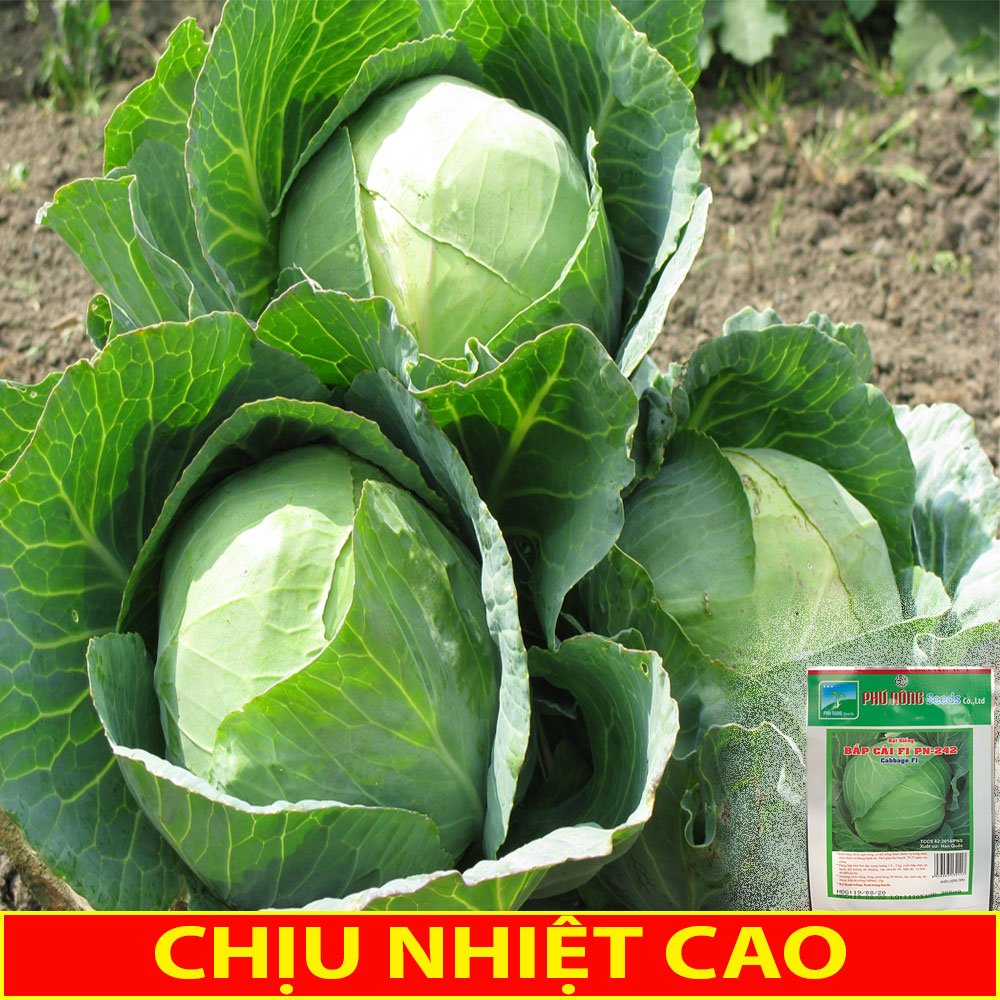 Hạt Giống Bắp Cải Xanh 0,3Gr – PN 3