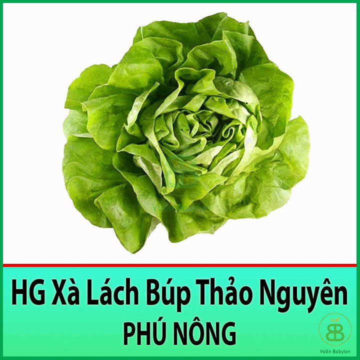 Hạt Giống Xà Lách Búp Thảo Nguyên (Mỡ) 2Gr – PN 2