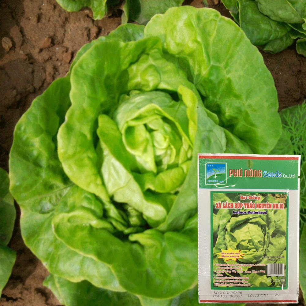 Hạt Giống Xà Lách Búp Thảo Nguyên (Mỡ) 2Gr – PN 3