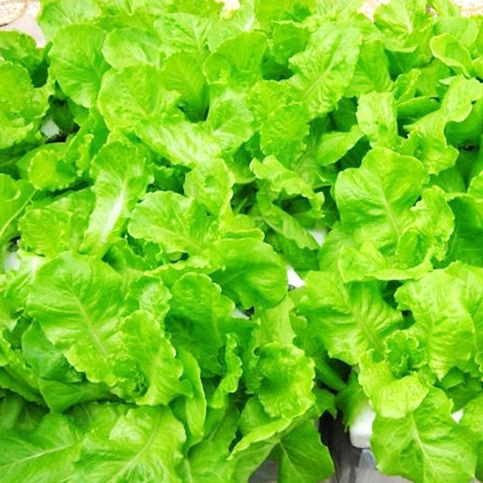 Hạt Giống Xà Lách Ăn Non 10GR – PN
