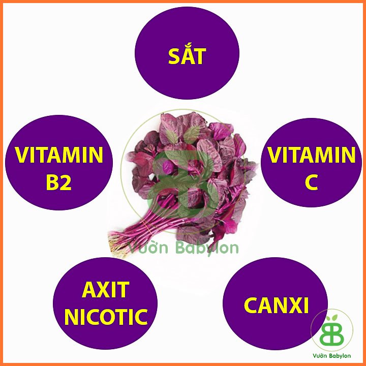 Hạt Giống Rau Dền Đỏ Cao Sản 20Gr – PN 3