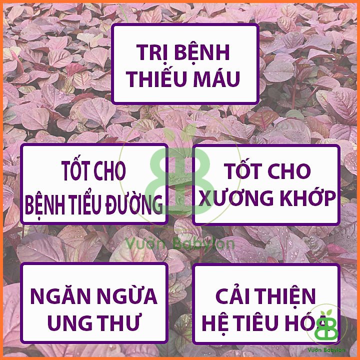 Hạt Giống Rau Dền Đỏ Cao Sản 20Gr – PN 2