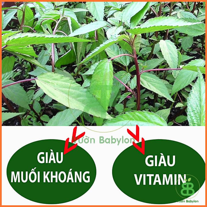 Hạt Giống Rau Đay Xanh Dễ Trồng 20GR – PN 3