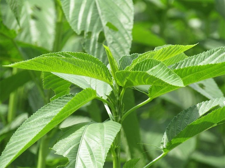 Hạt Giống Rau Đay Xanh Dễ Trồng 20GR – PN