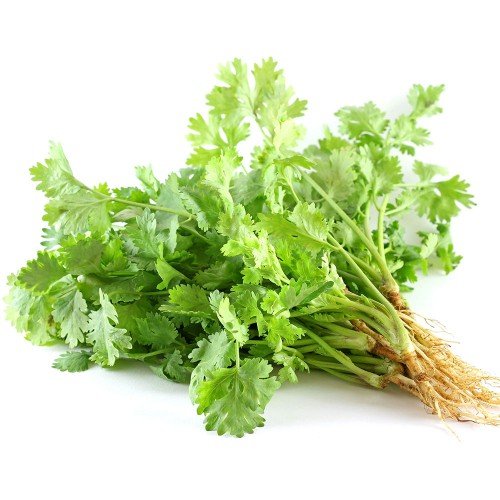 Hạt Giống Ngò Rí (Rau Mùi) 20Gr – PN