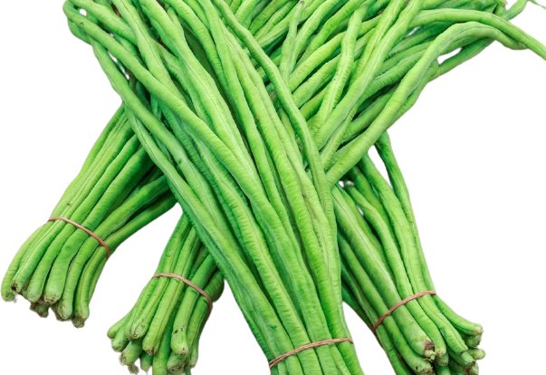 Hạt Giống Đậu Đũa Hạt Đen Trái Dài PN 10 – PN