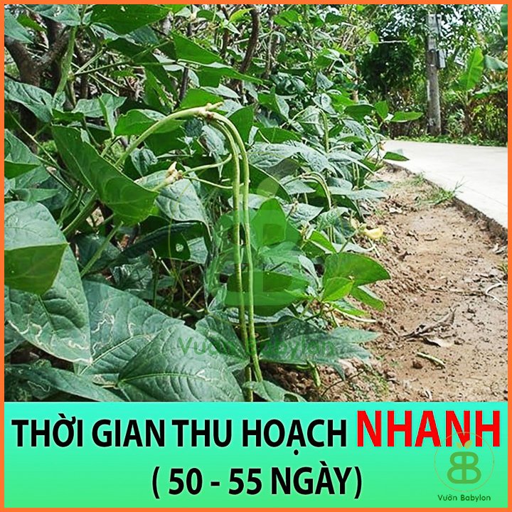 Hạt Giống Đậu Đũa Hạt Đen Trái Dài PN 10 – PN 2