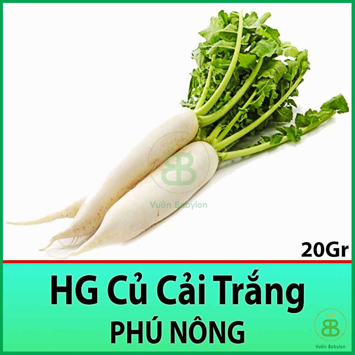 Hạt Giống Củ Cải Trắng 20Gr Củ To, Năng Suất Cao – PN 3