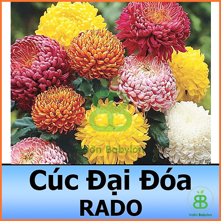 Hạt Giống Hoa Cúc Đại Đóa Bông To RADO 3