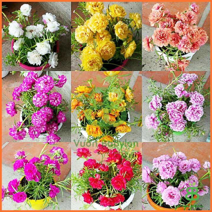 Hạt Giống Hoa Mười Giờ Nhiều Màu RADO 2