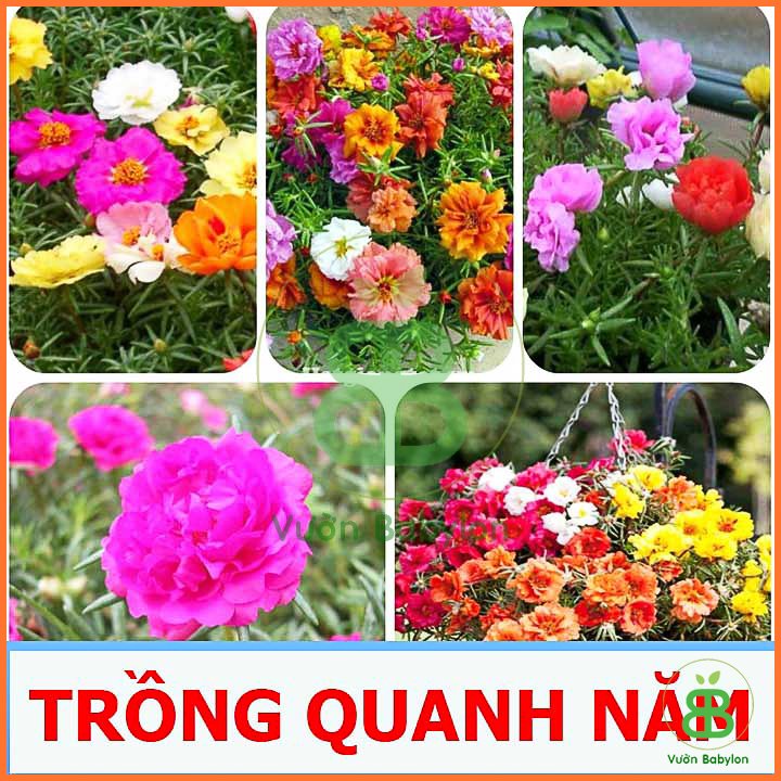 Hạt Giống Hoa Mười Giờ Nhiều Màu RADO 3