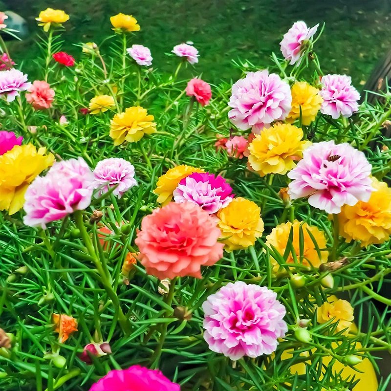 Hạt Giống Hoa Mười Giờ Nhiều Màu RADO
