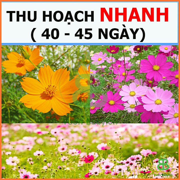 Hạt Giống Hoa Cúc Sao Nhái RADO 3