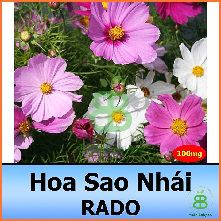 Hạt Giống Hoa Cúc Sao Nhái RADO