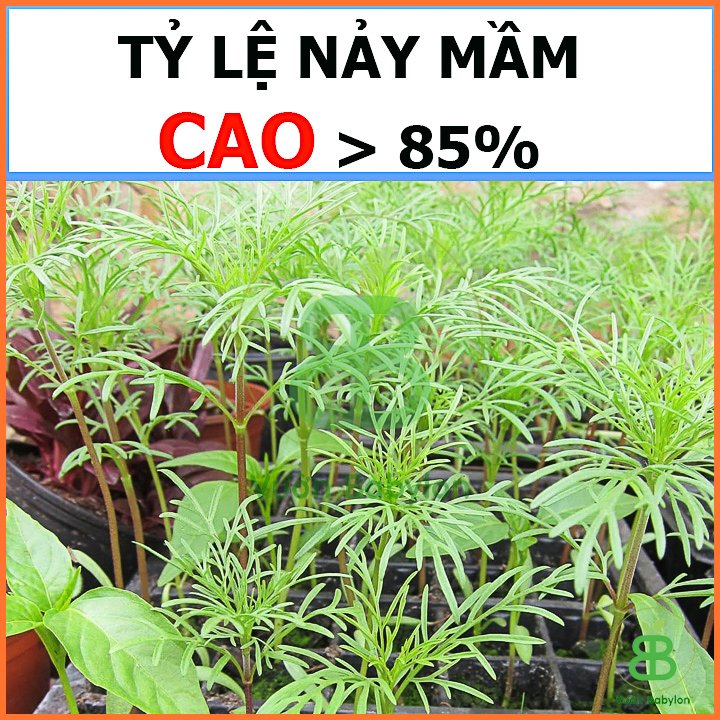 Hạt Giống Hoa Cúc Sao Nhái RADO 2