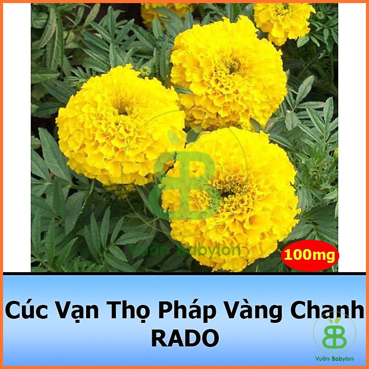 Hạt Giống Cúc Vạn Thọ Pháp Vàng Chanh 0,1G RADO 3
