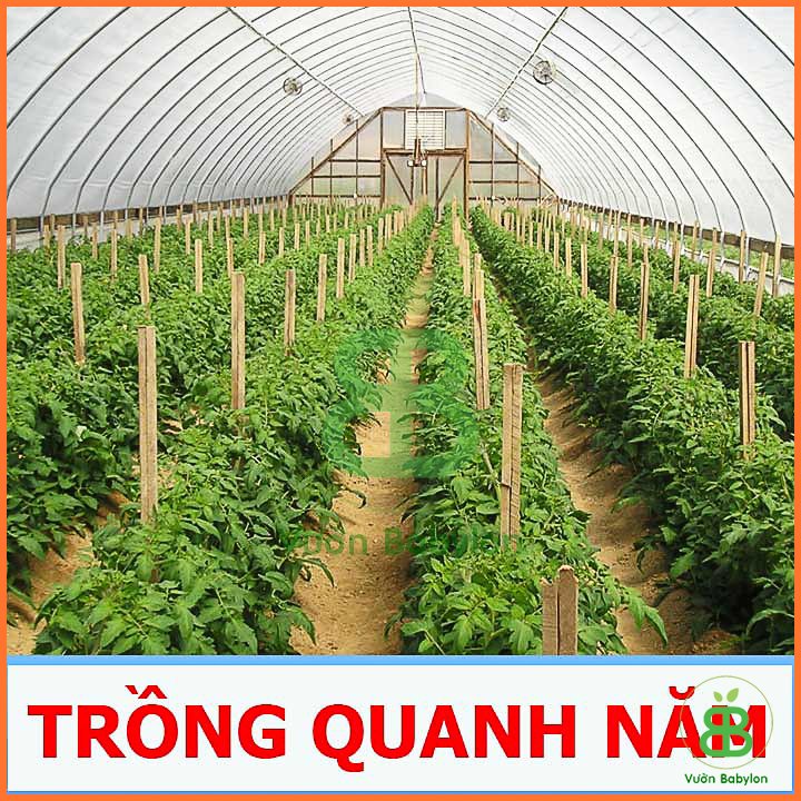 Hạt Giống Đậu Hà Lan (Thu Trái) Năng Suất Cao 20G -Rado 3