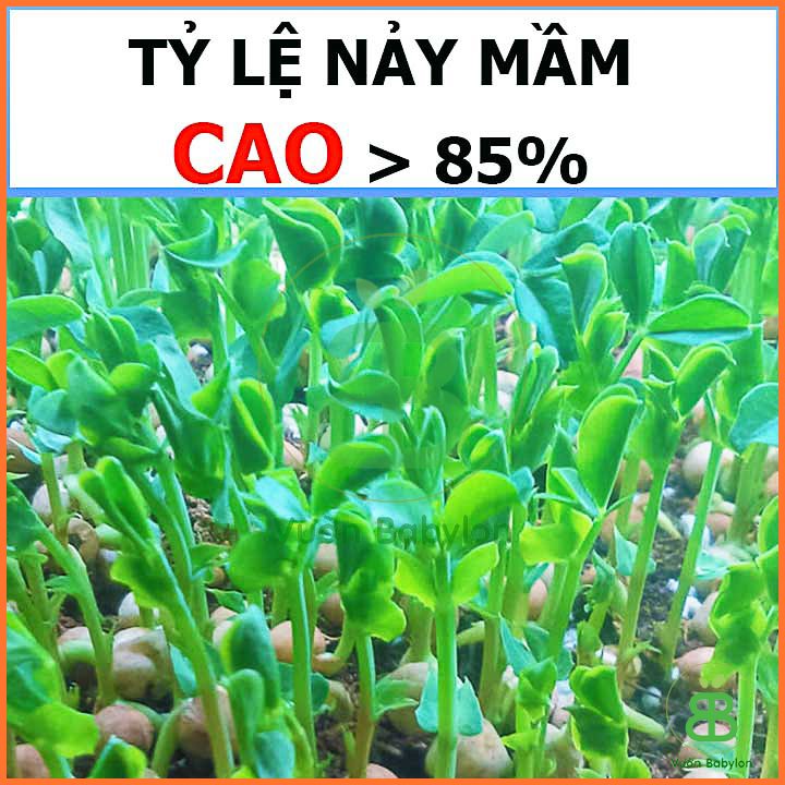 Hạt Giống Đậu Hà Lan Xanh Chuyên Lấy Hạt RADO 50G 2
