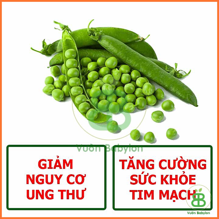 Hạt Giống Đậu Hà Lan Xanh Chuyên Lấy Hạt RADO 50G 3