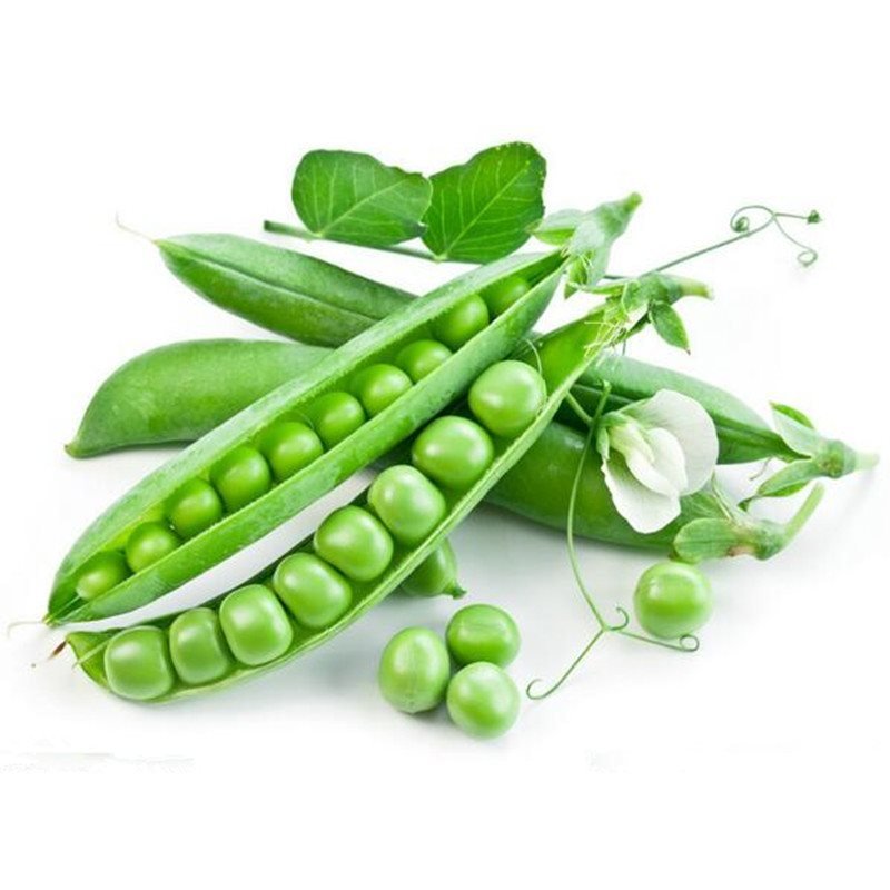 Hạt Giống Đậu Hà Lan Xanh Chuyên Lấy Hạt RADO 50G
