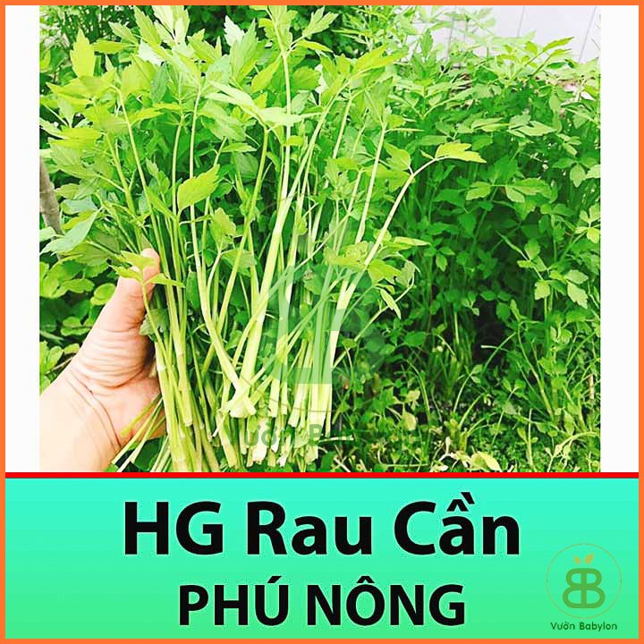 Hạt Giống Rau Cần Tây Xanh Chịu Nhiệt 5Gr – PN 2