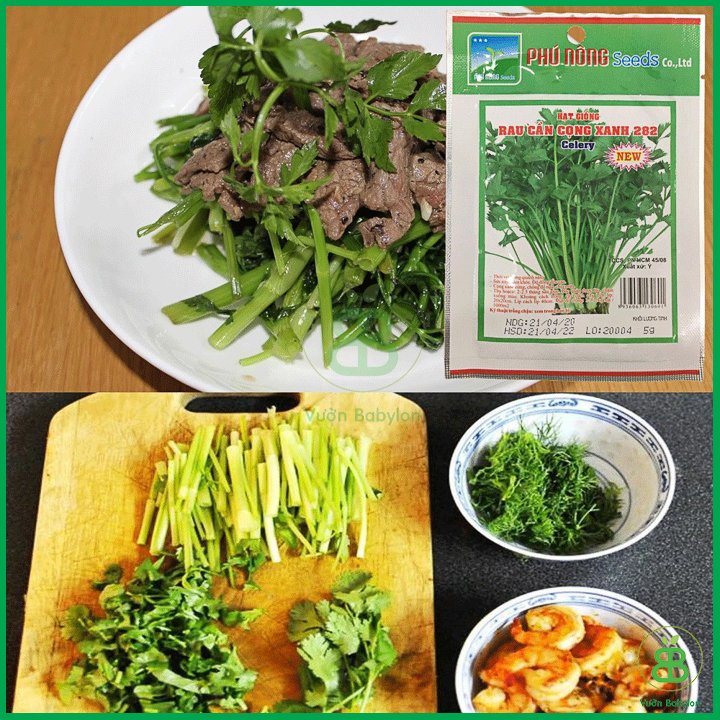 Hạt Giống Rau Cần Tây Xanh Chịu Nhiệt 5Gr – PN 3