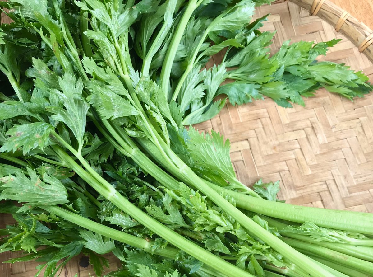 Hạt Giống Rau Cần Tây Xanh Chịu Nhiệt 5Gr – PN