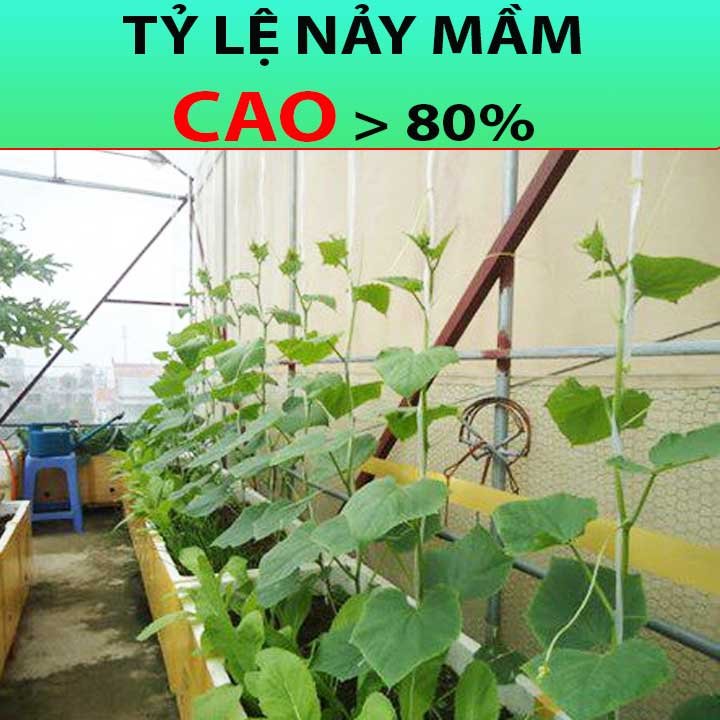 Hạt Giống Bí Ngọn Siêu Đọt – Bí Siêu Ngọn Gói 20gr PN 2