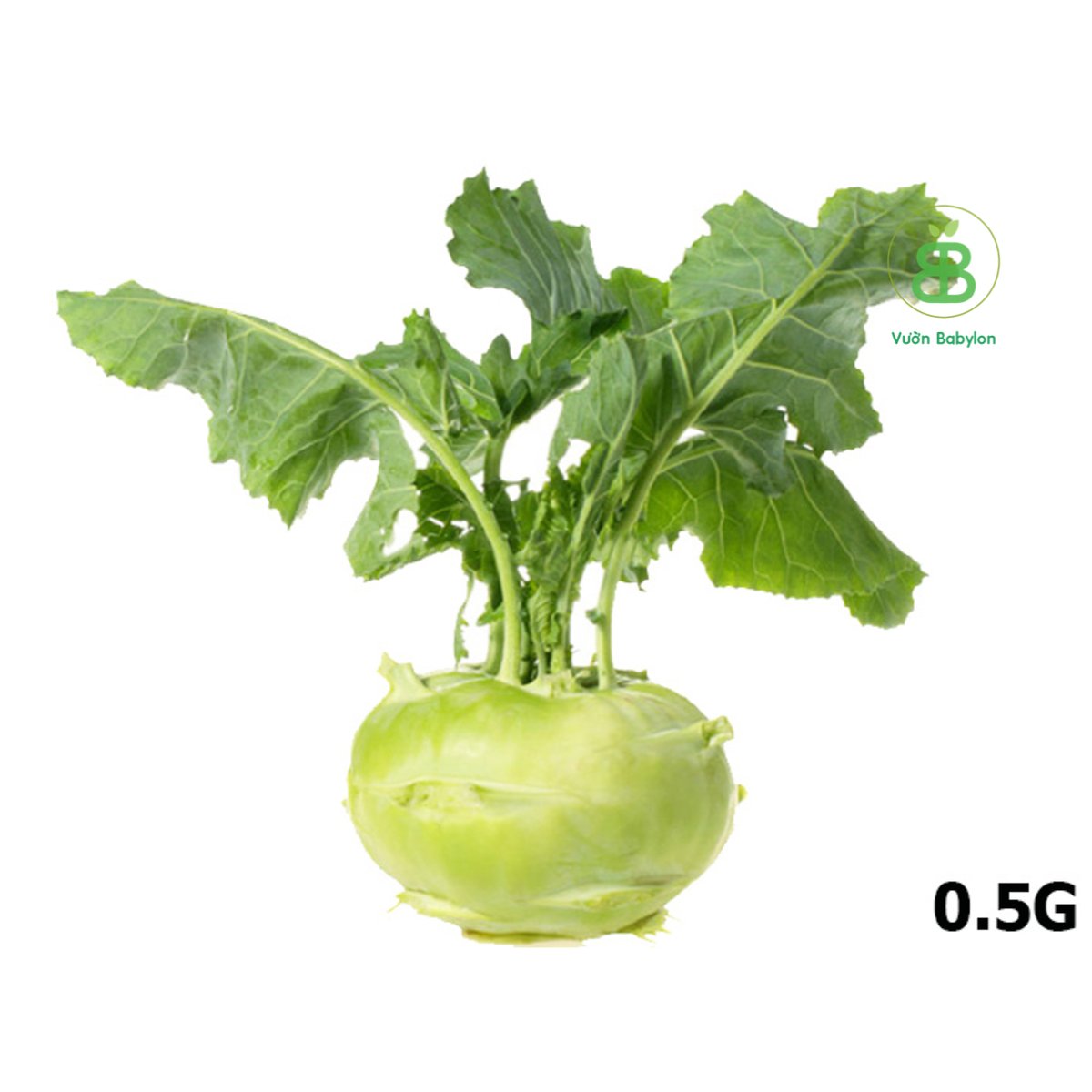 Hạt Giống Su Hào F1 PN-Gói 1gr