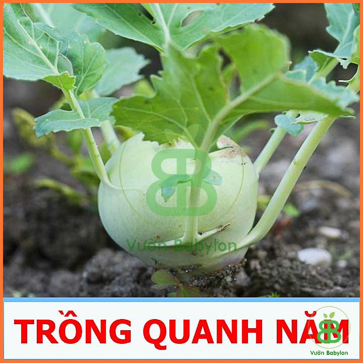 Hạt Giống Su Hào F1 PN-Gói 1gr 3
