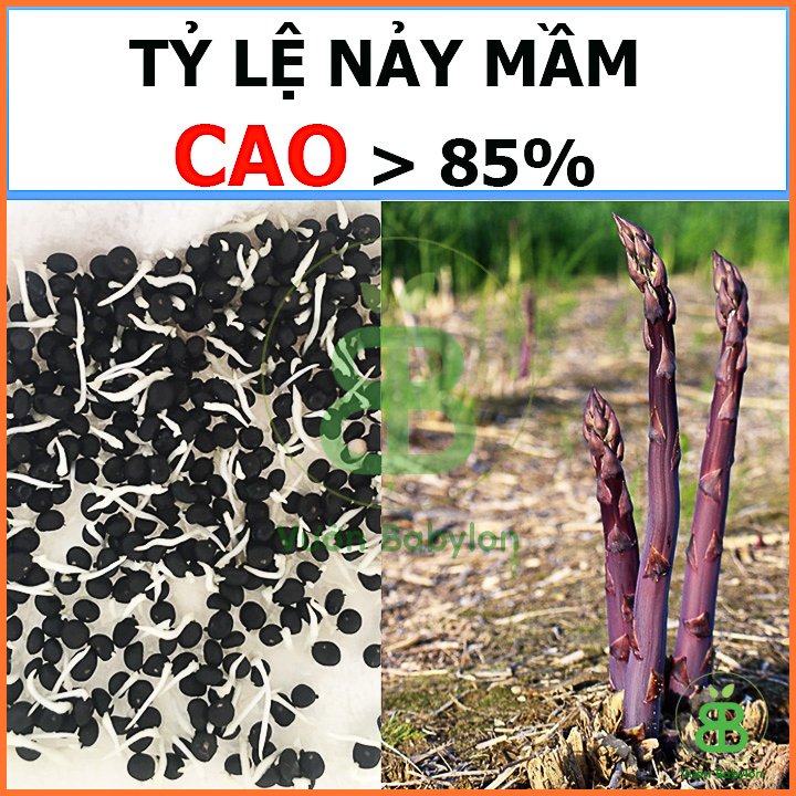 Hạt giống Măng Tây Tím RADO – 0,2G Dễ Trồng 3