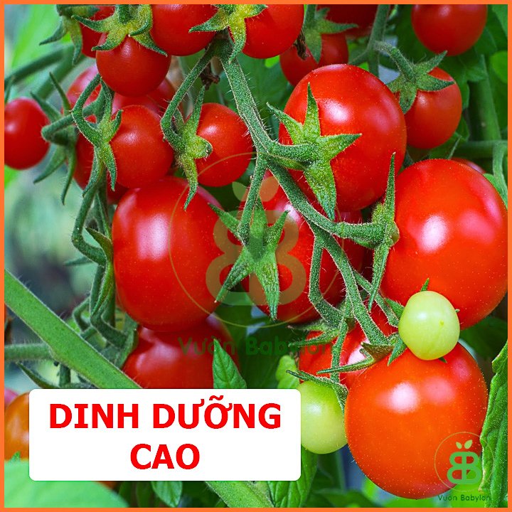 Hạt Giống Cà Chua Bi Đỏ Lùn FVN – 0,1G 3