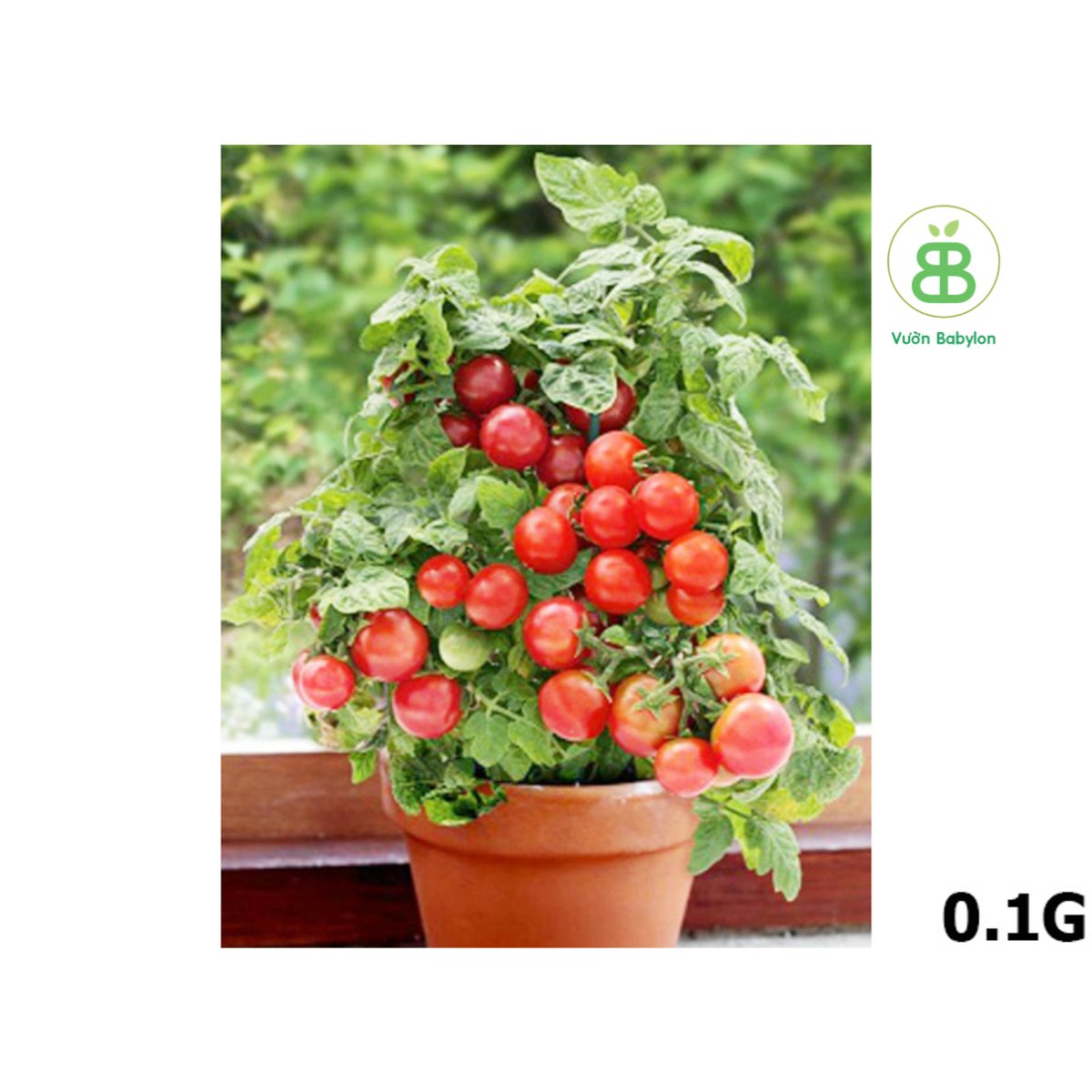 Hạt Giống Cà Chua Bi Đỏ Lùn FVN – 0,1G