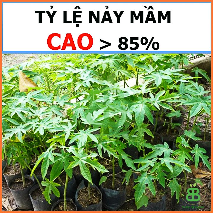 Hạt Giống Đu Đủ Ruột Đỏ PN – 10 Hạt 2
