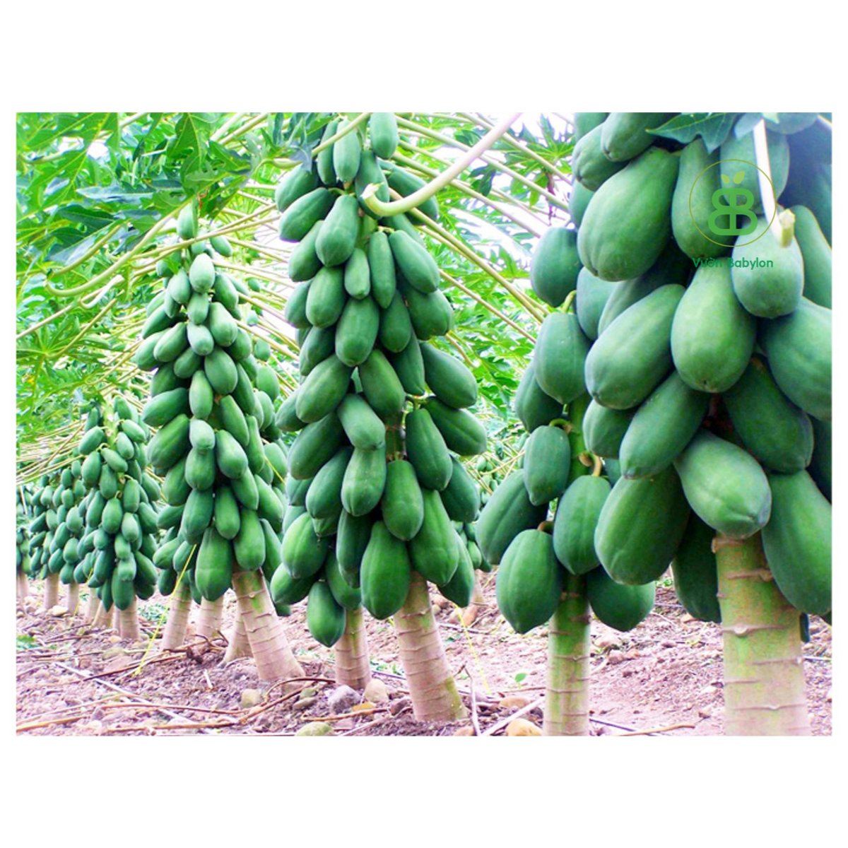 Hạt Giống Đu Đủ Ruột Đỏ PN – 10 Hạt