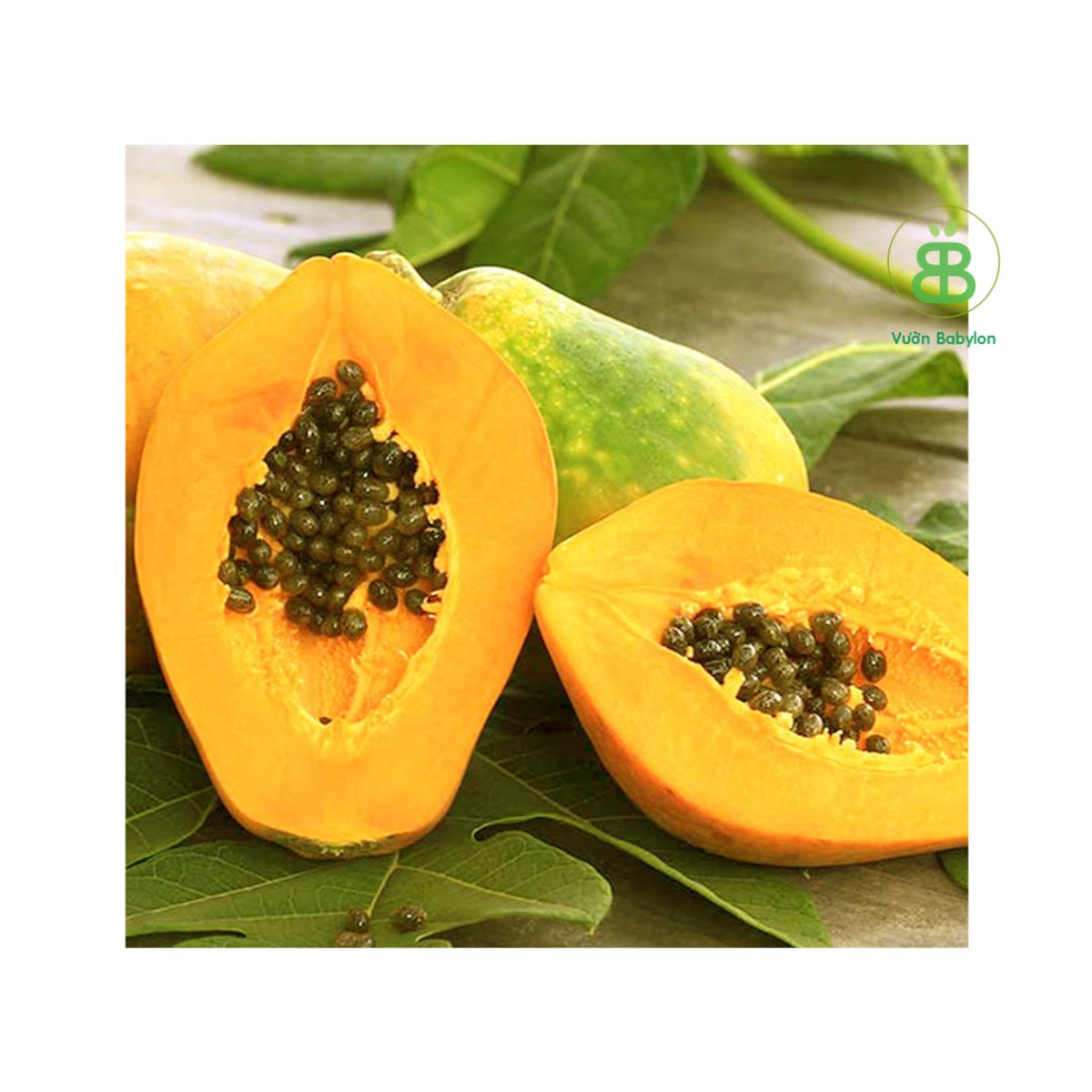 Hạt Giống Đu Đủ Lùn Ruột Vàng Carinosa East-West Seed