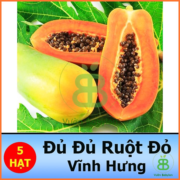 Hạt Giống Đu Đủ Ruột Đỏ Siêu Trái Sapna East-West Seed 2