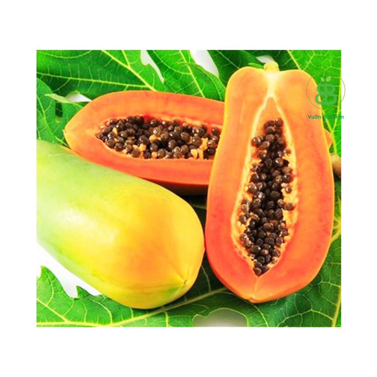 Hạt Giống Đu Đủ Ruột Đỏ Siêu Trái Sapna East-West Seed