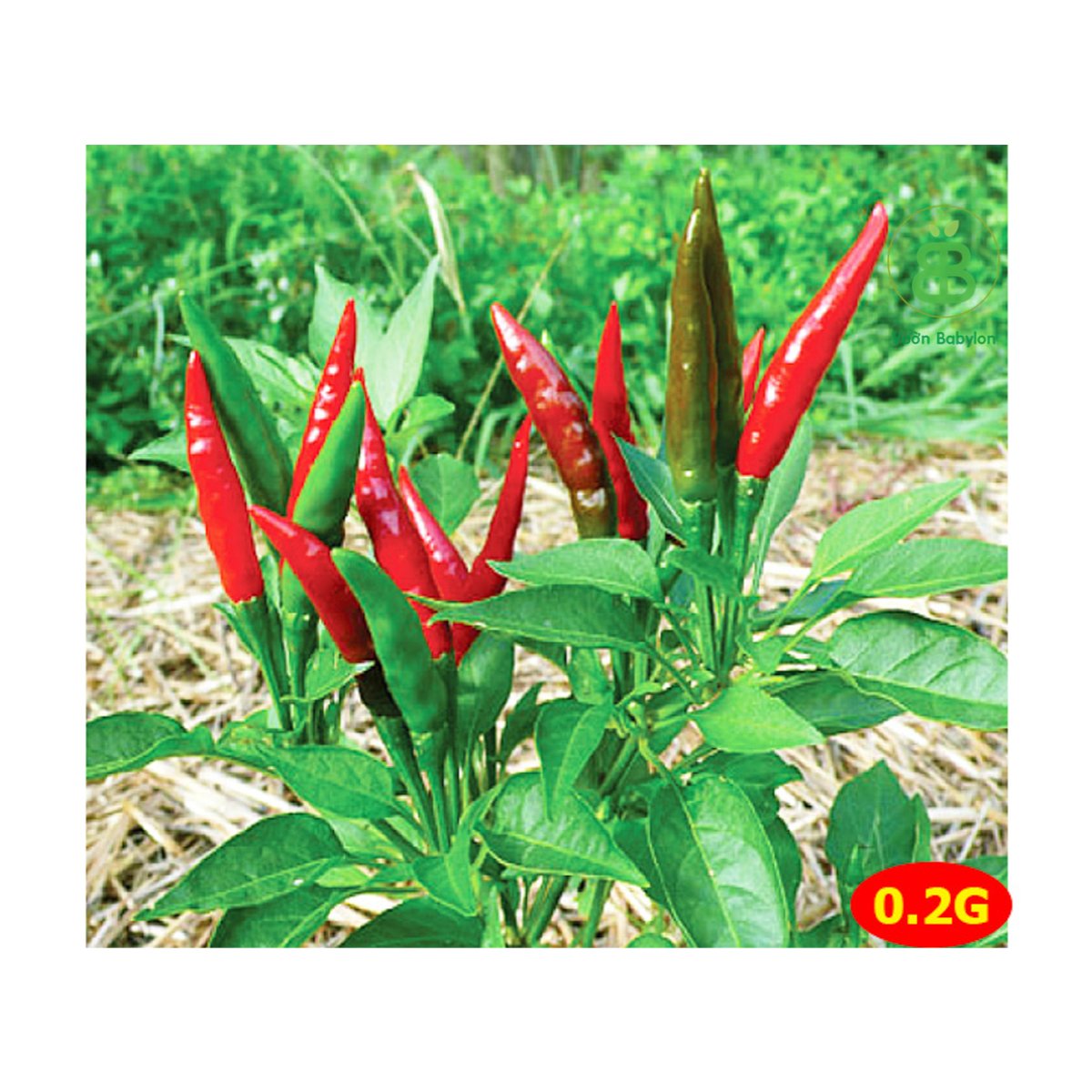 Hạt Giống Ớt Hiểm Sai Trái RADO 0,2G