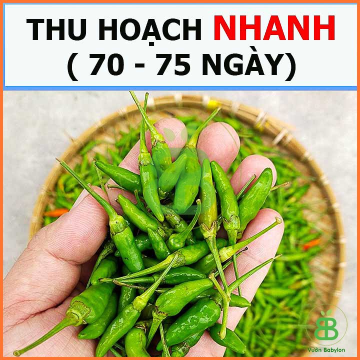 Hạt giống ớt xiêm xanh RADO 531 Rạng Đông – Gói 1 gram 3