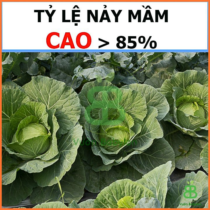 Hạt Giống Bắp Cải Xanh Lai RADO 3