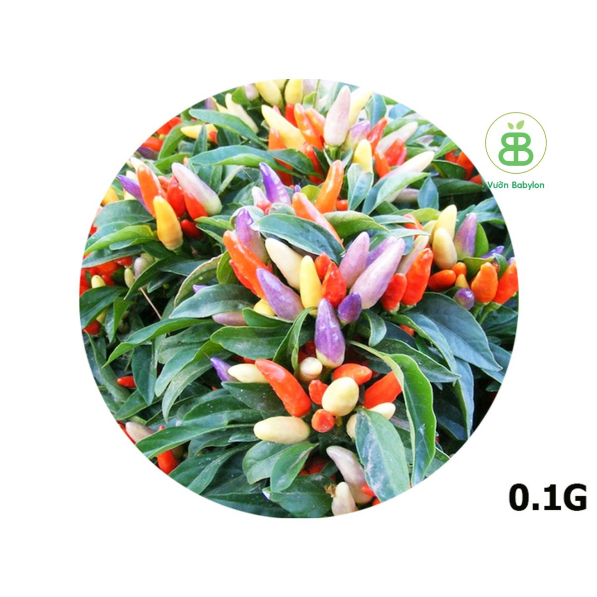 Hạt Giống Ớt Kiểng Ngũ Sắc RADO 0,1G