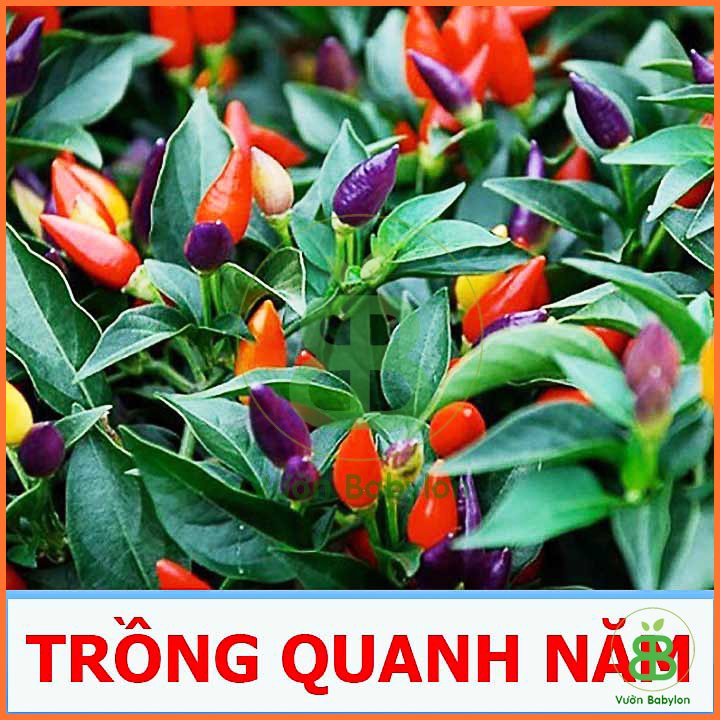 Hạt Giống Ớt Kiểng Ngũ Sắc RADO 0,1G 3
